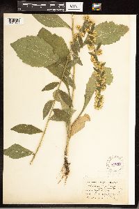 Solidago hispida image