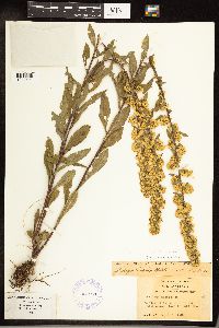 Solidago hispida image