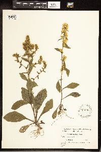 Solidago hispida image