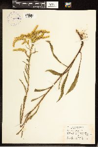 Solidago juncea image