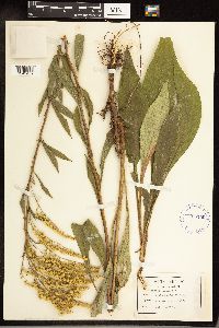 Solidago juncea image