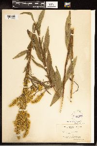 Solidago juncea image