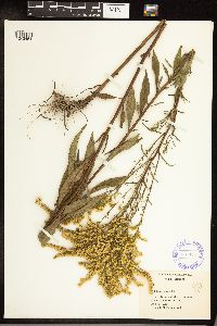 Solidago juncea image