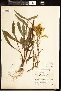 Solidago juncea image