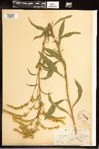Solidago juncea image