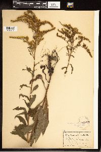 Solidago juncea image