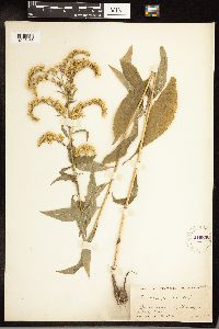 Solidago juncea image