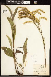 Solidago juncea image