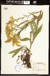 Solidago juncea image