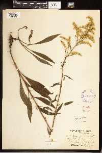 Solidago juncea image