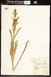 Solidago juncea image