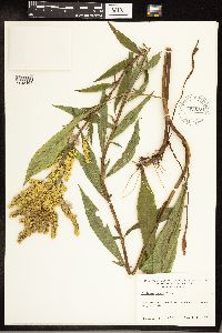 Solidago juncea image