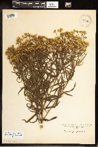 Solidago juncea image