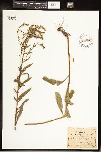 Solidago juncea image