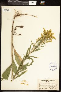 Solidago juncea image