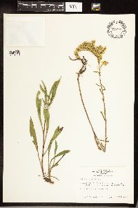 Solidago juncea image