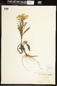 Solidago juncea image