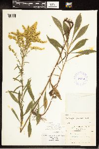 Solidago juncea image