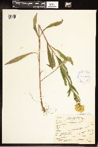 Solidago juncea image
