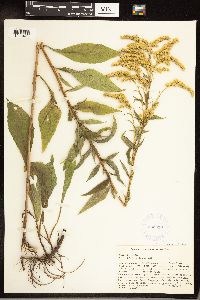Solidago juncea image