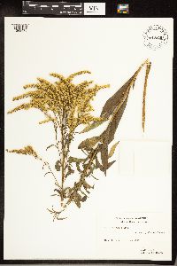 Solidago juncea image