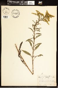 Solidago juncea image