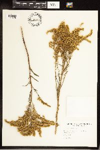 Solidago juncea image
