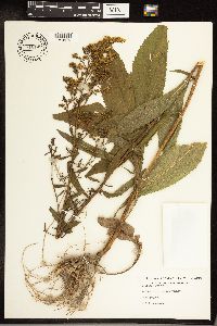 Solidago juncea image