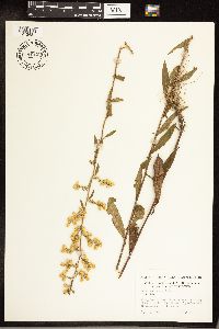 Solidago juncea image