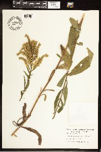 Solidago juncea image