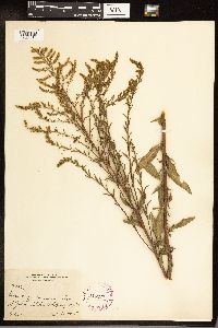 Solidago juncea image