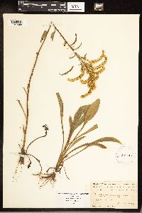 Solidago juncea image