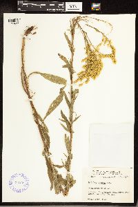 Solidago juncea image