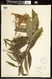 Solidago juncea image