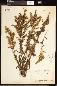 Solidago juncea image