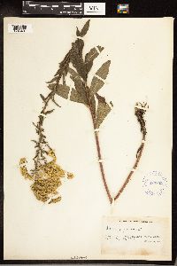Solidago juncea image