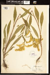 Solidago juncea image