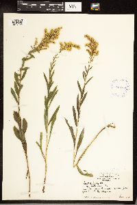 Solidago juncea image