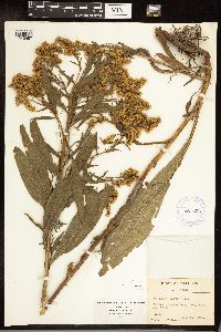 Solidago juncea image