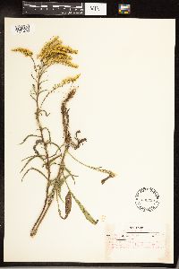 Solidago juncea image