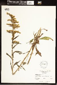 Solidago juncea image