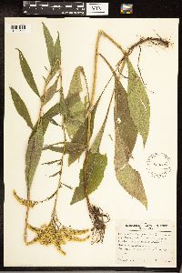 Solidago juncea image