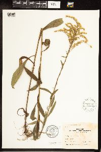 Solidago juncea image