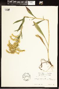 Solidago juncea image