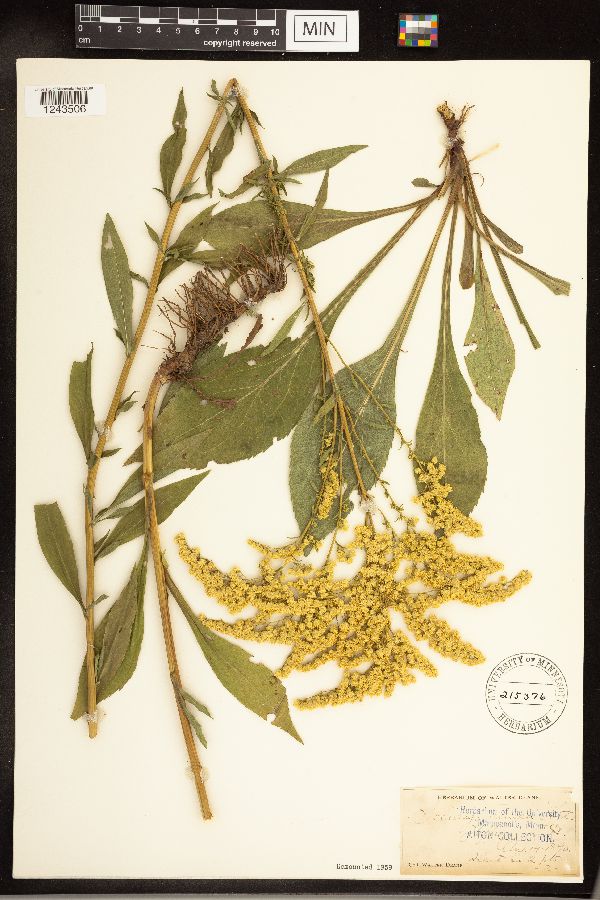 Solidago juncea image