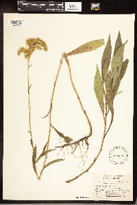Solidago juncea image