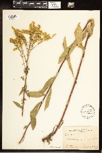 Solidago juncea image