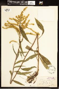 Solidago juncea image