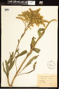 Solidago juncea image