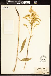 Solidago juncea image